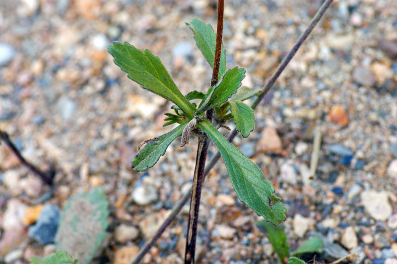 Sixalix atropurpurea